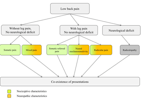 Lumbal skiveprolaps – Del 2: Hva er isjias, og hvorfor får man&nbsp;det?