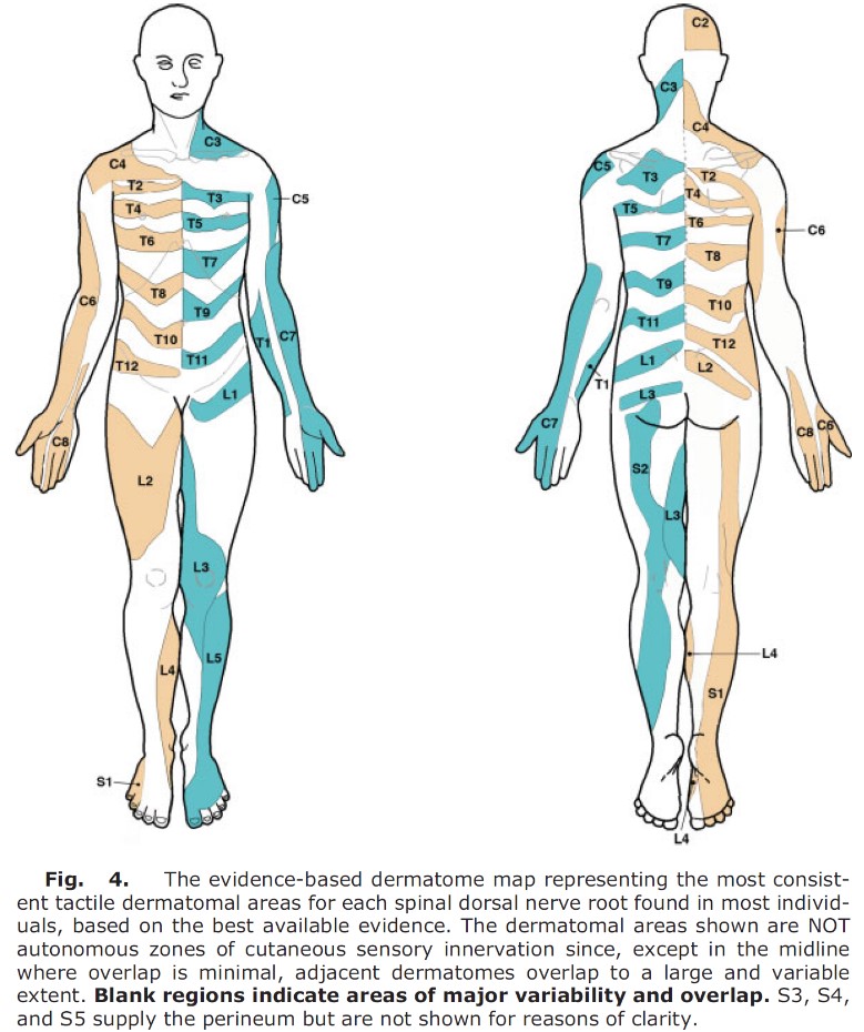 Test av sensibilitet, del 3: Hvilket dermatomkart er best, og hvordan tester&nbsp;man?